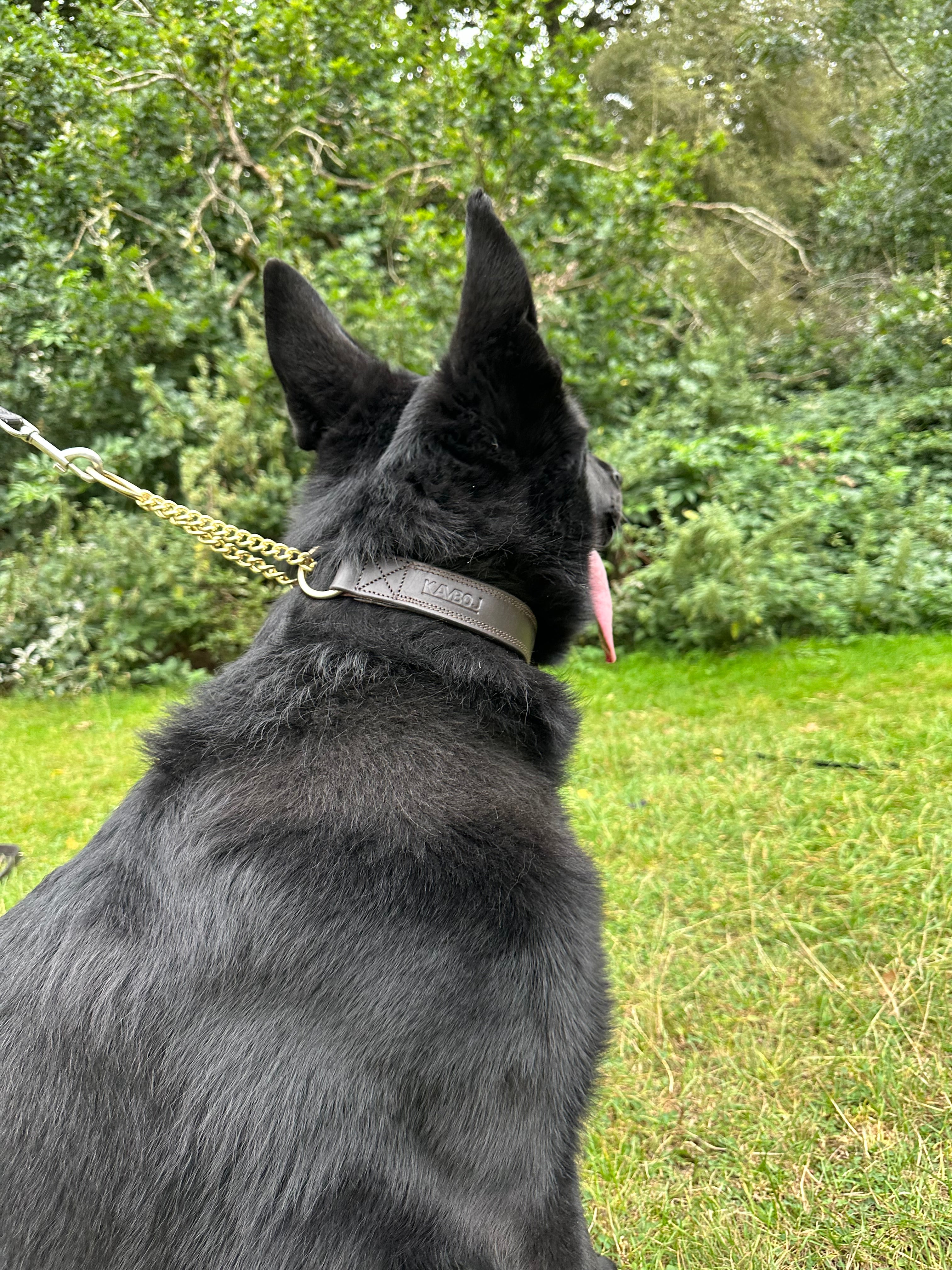 Tactical Dog Collar
