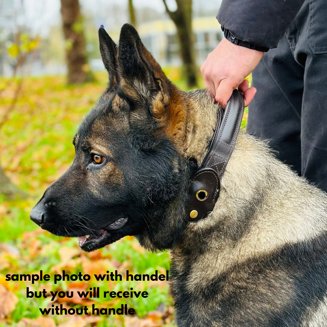 Padded Leather Dog Collar